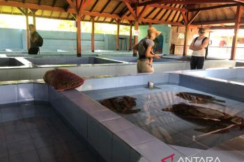 TCEC akan mengenalkan konservasi penyu di Bali ke delegasi G20