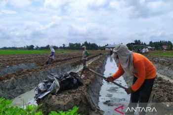 Kepahlawanan petani dalam mewujudkan swasembada pangan di Tanah Air