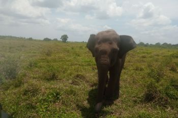 Gajah Way Kambas lukai warga Desa Tambah Dadi Lampung Timur