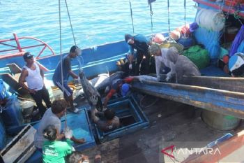 Biak ekspor ikan tuna ke Jepang mencapai 35 ton
