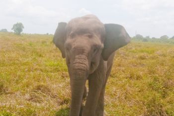 Warga Lampung Timur yang diamuk gajah liar Way Kambas akhirnya meninggal dunia