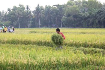 Lampung catat 640.968 petani ikut dalam kartu tani