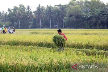 Kelompok tani di Kapuas terima bantuan alat mesin pertanian