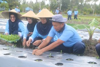 Program ketahanan pangan TNI AU di Kepri tanam jagung dan sayur