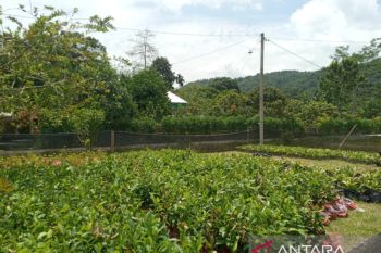 OKU terima bantuan bibit tanaman produktif 37 ribu batang