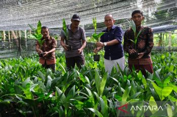 BPDAS-Kapuas dorong 52 KBR pulihkan fungsi hutan dan lahan berbasis swakelola