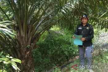 Mukomuko lengkapi syarat program peremajaan kelapa sawit