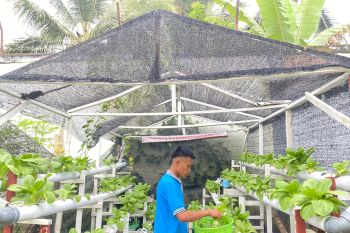 WBP Lapas Suliki panen sayur pakcoy budidaya hidroponik