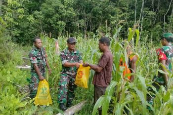 Koramil 1708-05/Numfor bantu warga panen jagung untuk ketahanan pangan