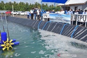 Kemenko Marves:  Teluk Tomini potensial untuk industri udang vaname