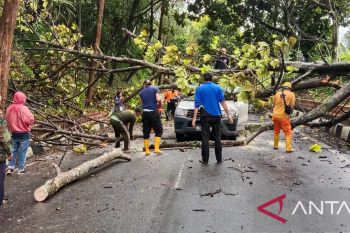 Mobil Bulog tertimpa pohon tumbang akibat angin kencang di Bukittinggi