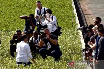 Jokowi reviews mangrove seedlings before G20 delegates' visit