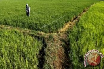 Produksi padi Sulsel diproyeksikan naik menjadi 5,3 juta ton hingga akhir 2022
