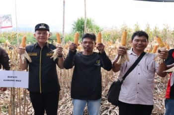 Pemkab Gumas berupaya menarik minat pemuda menjadi petani