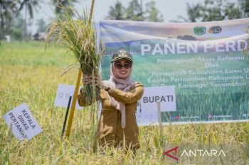 Bupati : Hasil panen padi dan jagung di Luwu Utara mencapai Rp1 triliun