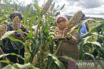 Sulteng dorong petani tanam sorgum hadapi ancaman krisis pangan