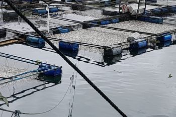 Puluhan ton ikan di Danau Maninjau mati akibat angin kencang dan hujan lebat