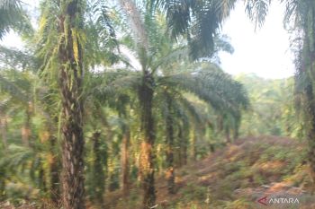 Pemkab Luwu Utara lakukan langkah strategis untuk proteksi petani sawit