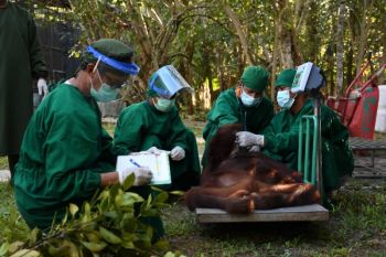 BKSDA lepasliarkan tiga orangutan di TN Bukit Baka Bukit Raya