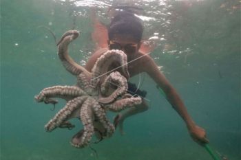 Suku Bajo Menangkap Gurita