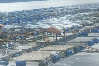 Kematian ikan di Danau Maninjau jadi 402 ton, kerugian Rp8,44 miliar