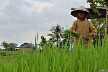 Palembang pertahankan areal sawah seluas 3.409 Ha