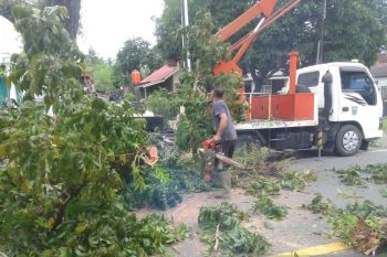 Pemkab Pasbar pangkas pohon pelindung upaya jaga keselamatan pengendara