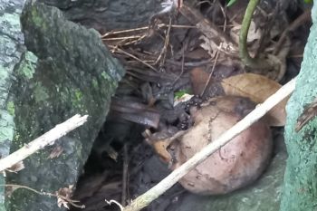 Geger! warga Timbanuh Lombok Timur temukan kerangka manusia di bawah pohon pisang