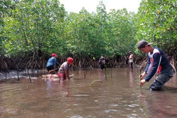 Komunitas Likupang Raya gelar penghijauan mangrove peringati Hari Pohon Sedunia