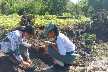 Guru di Kabupaten Nagekeo rayakan HGN dengan menanam pohon