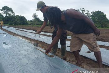 Menjinakkan inflasi Papua dengan membangun sentra pertanian