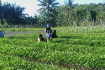 DTPH Paser kembangkan tanaman hortikultura