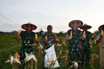 TNI bersama petani panen jagung di Sorong Papua Barat