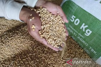 Harga kedelai impor di Kudus  terus meningkat