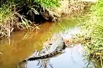 Pemkot Tanjungpinang tindak lanjuti kemunculan buaya di perumahan warga