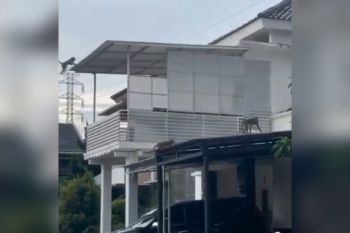 Monyet yang berkeliaran di Kota Bandung bukan dari hutan