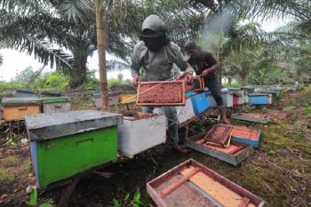 Produksi madu lebah budi daya