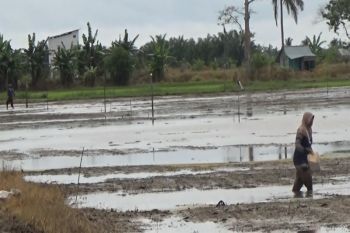 DPRD Seruyan minta dinas ketahanan pangan bantu petani terdampak banjir