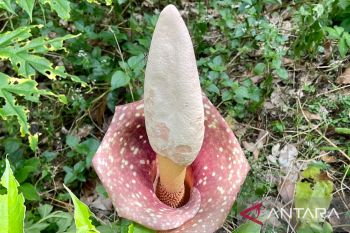 Tumbuhan Armorphophallus ditemukan di hutan hujan tropis Kalsel