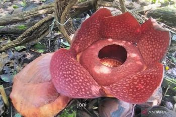 Satu lagi bunga rafflesia mekar di halaman warga Agam