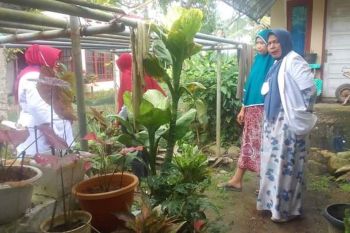 Puskesmas di Pessel kembangkan tanaman obat keluarga