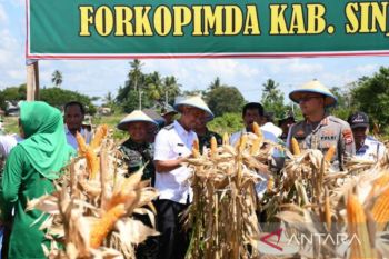 Bupati Sinjai pimpin panen jagung untuk menjaga ketahanan pangan
