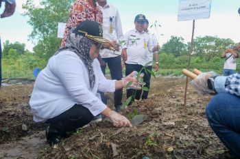 Pemprov Kepri salurkan 400 bibit cabai guna tekan inflasi