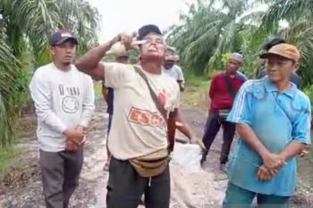 Kesal dengan PT DSI, petani Siak mengaku kader Gerindra nekat makan bola lampu