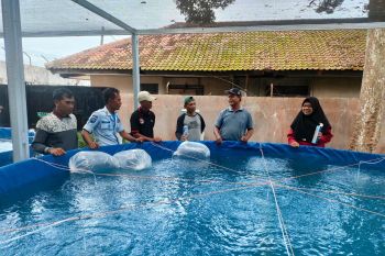 Napi Lapas Kalianda budidaya ikan air tawar dengan media kolam bioflok