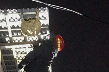 Potensi evakuasi sarang "tawon ndas"-reptil di Kota Yogyakarta tinggi