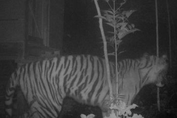Tiga ternak warga Palupuh Agam dimangsa harimau