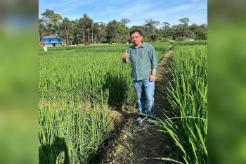 Tanaman padi Bupati Barut di Paring Lahung mulai keluarkan malai