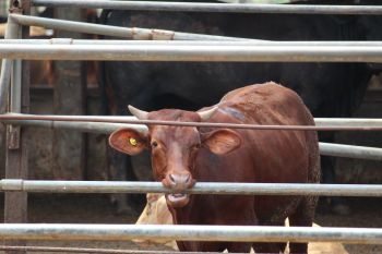 Disnakeswan: Asuransi ternak bantu kurangi risiko kerugian