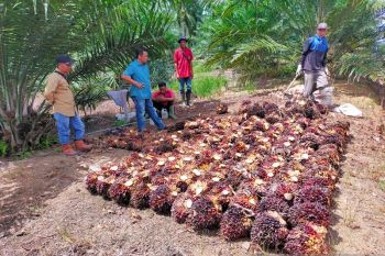 Bahagia ratusan petani mitra PTPN V pasca panen perdana Program PSR